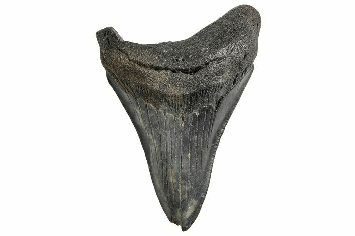 Fossil Megalodon Tooth - South Carolina #195958